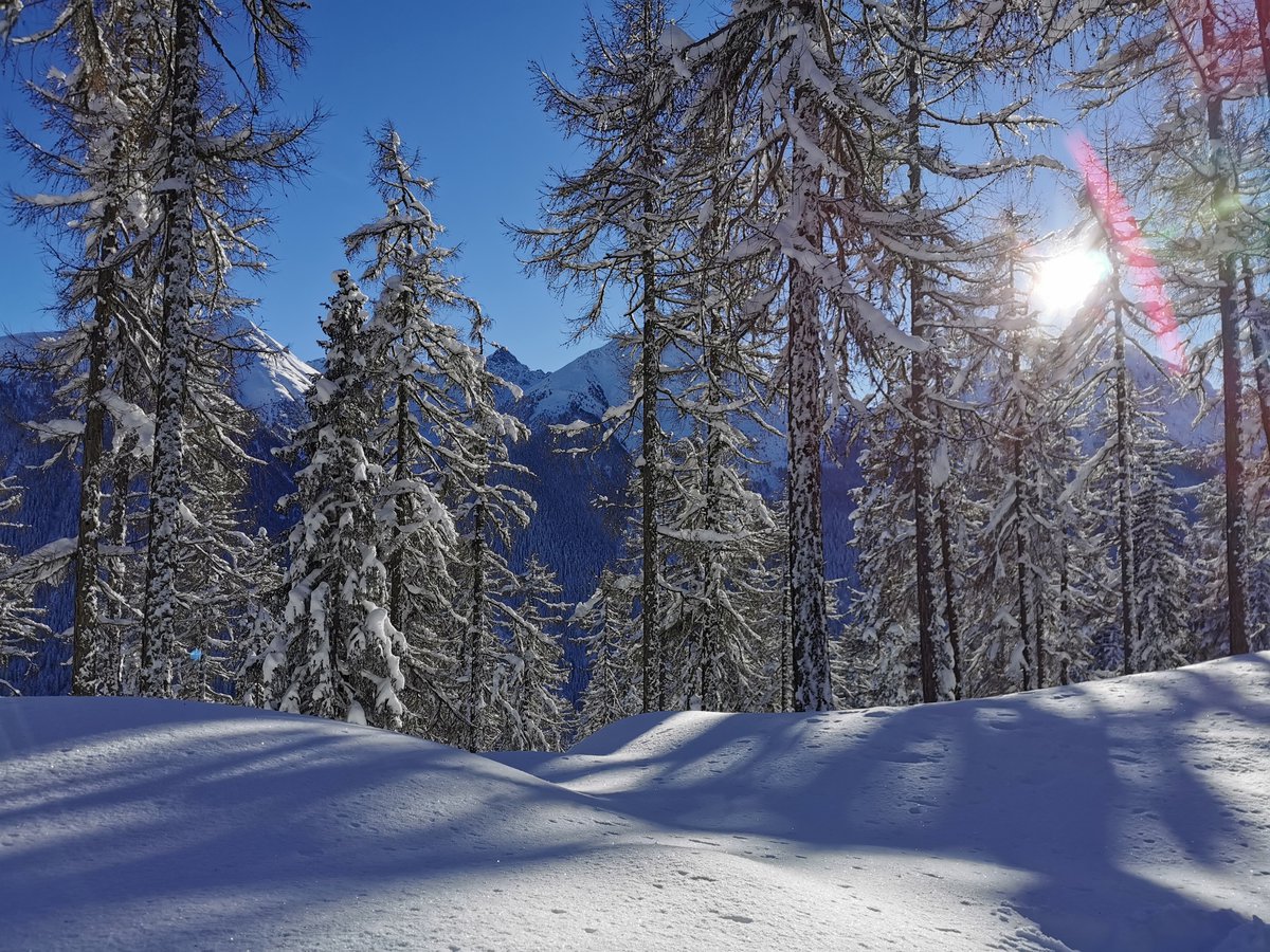 Winter Wunderwald